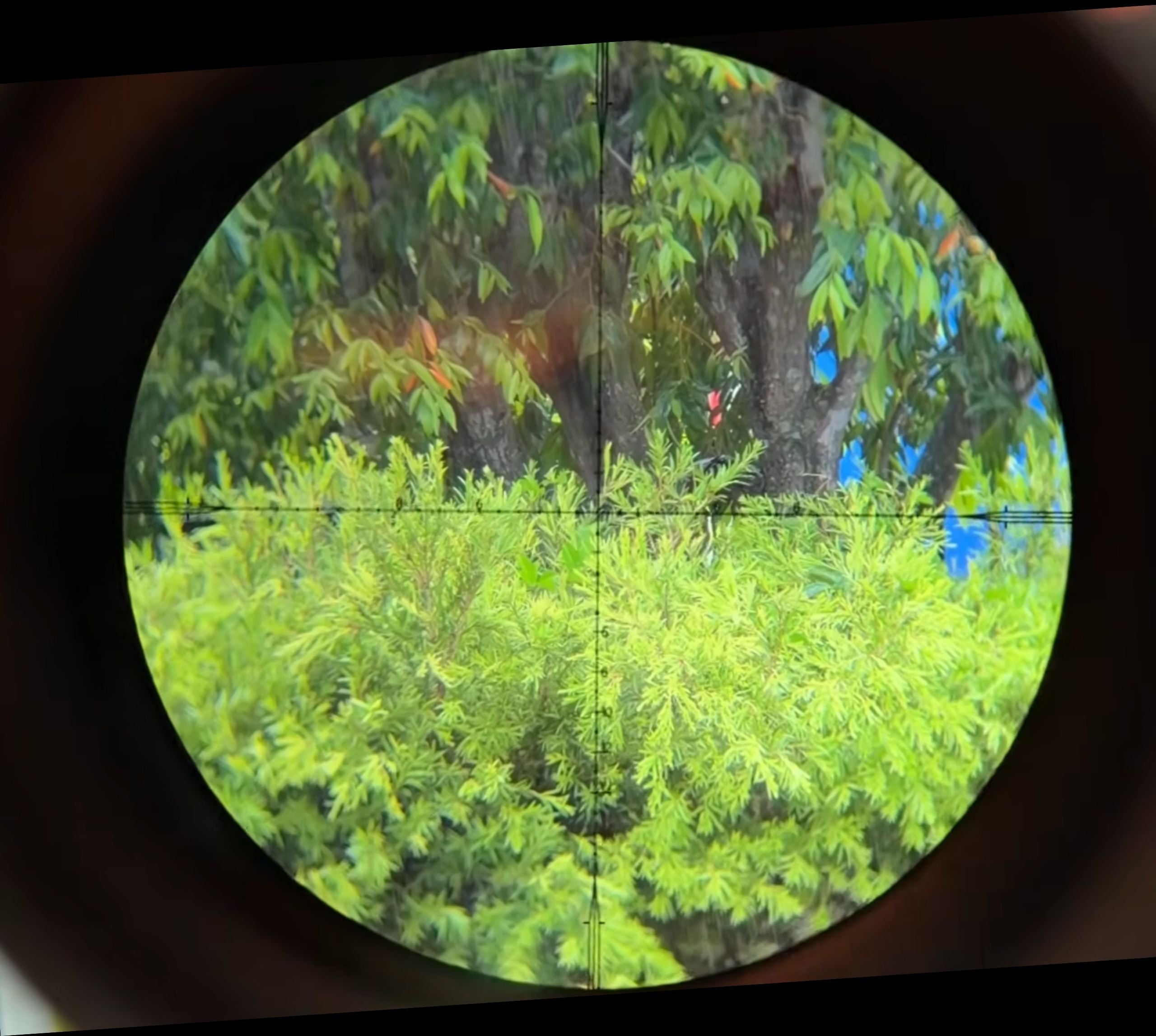 Tango6T 1-6x24 SFP LPVO Scope for Gel Blaster - Black